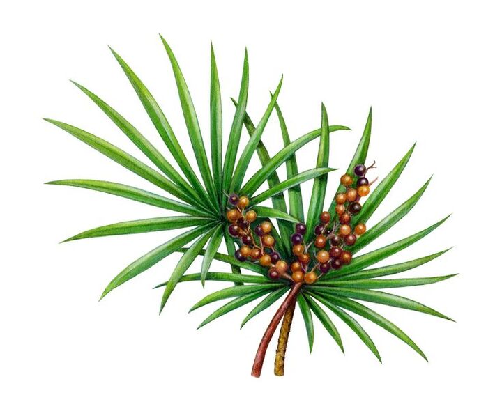 izvleček žagaste palme v kapsulah Predstonorm